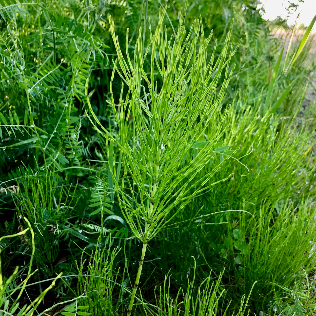 Dyeing With Weeds