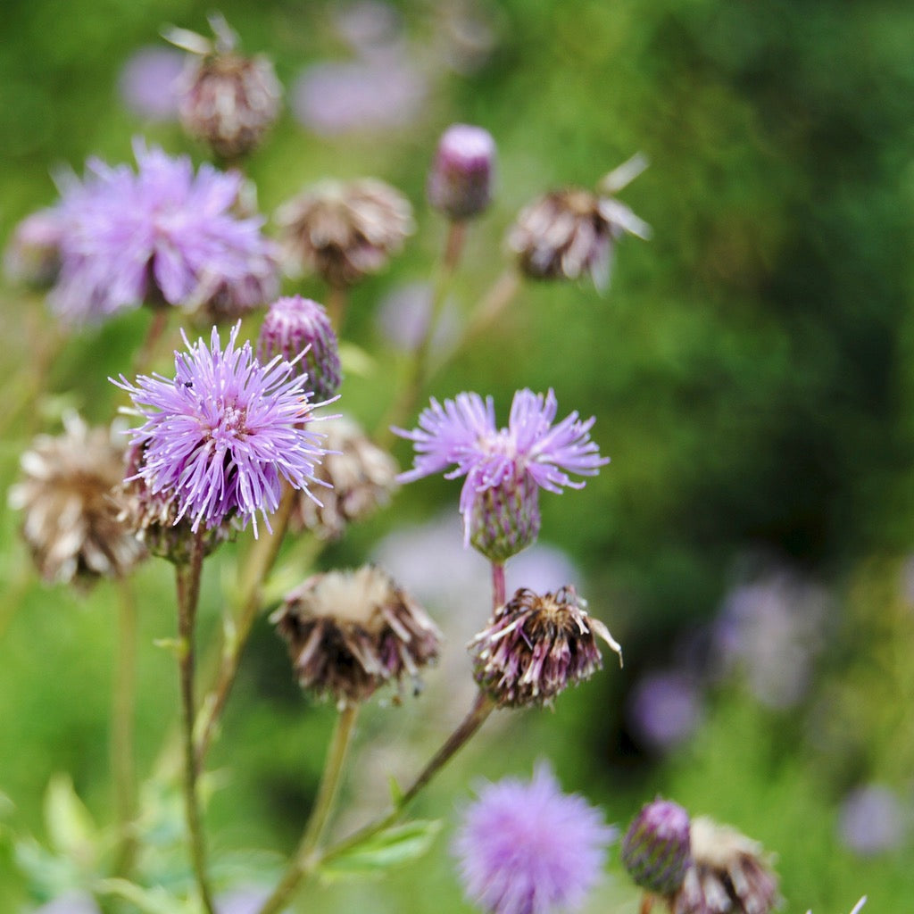 Dyeing With Weeds